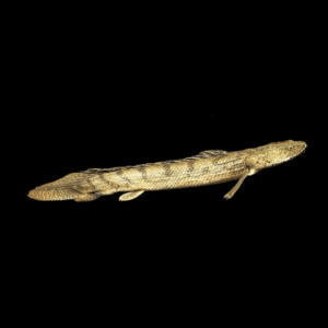 Congo Bichir Polypterus Congicus Endlicheri 10cm