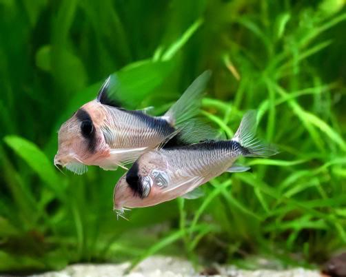 Assorted Corydoras Catfish 3cm - Image 7