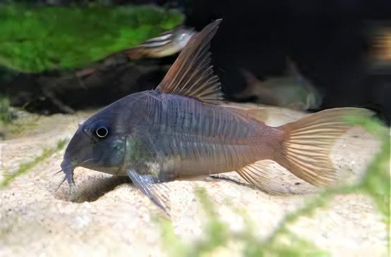 Slate Corydoras Concolor 4cm Catfish - Image 6