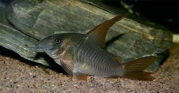 Slate Corydoras Concolor 4cm Catfish - Image 7