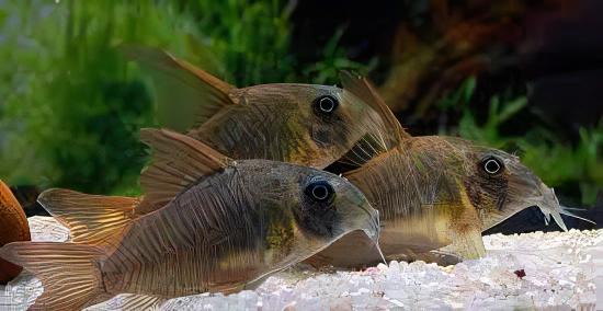 Slate Corydoras Concolor 4cm Catfish - Image 8