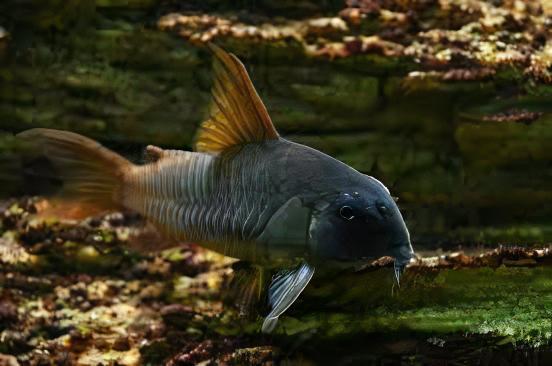 Slate Corydoras Concolor 4cm Catfish - Image 4