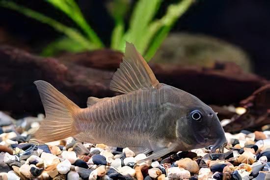 Slate Corydoras Concolor 4cm Catfish - Image 5