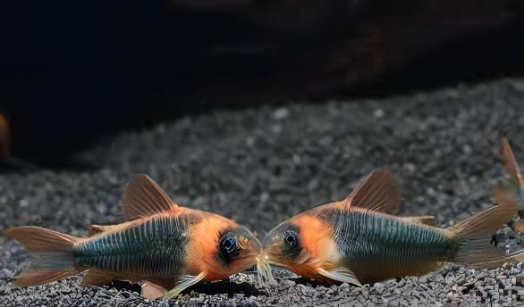 Assorted Corydoras Catfish 3cm - Image 8