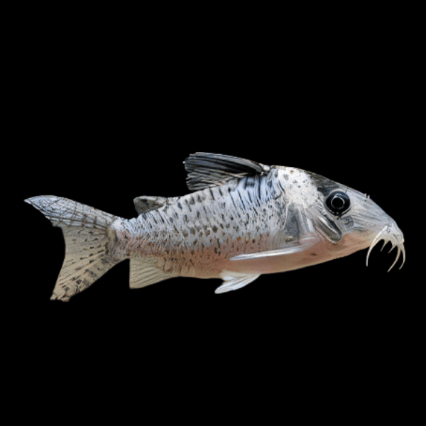 Black Spotted Corydoras Catfish Corydoras Melanistius 3cm