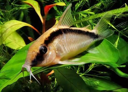 Assorted Corydoras Catfish 3cm - Image 17