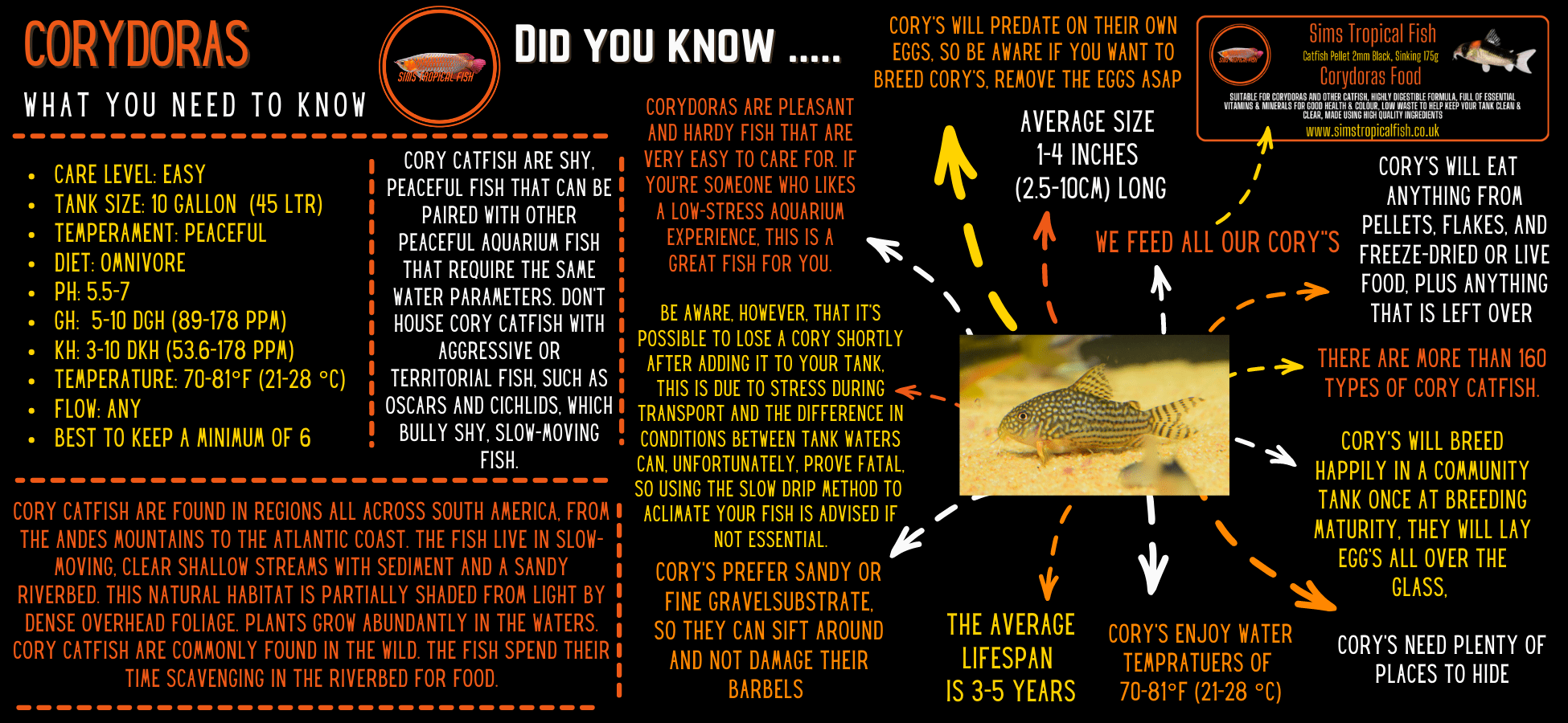 Sterbas Corydoras Sterbai Sterbae 4cm Catfish - Image 3