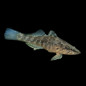 Crazy Fish Butis Butis Sleeper Goby 5cm