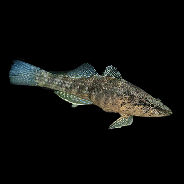 Crazy Fish Butis Butis Sleeper Goby 5cm