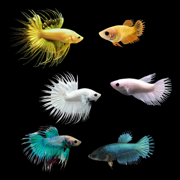 Crown Tail Betta Assorted Pair's Male & Female 3cm
