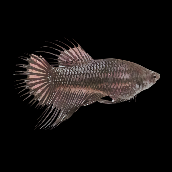 Crown Tail Betta Female Black 3cm