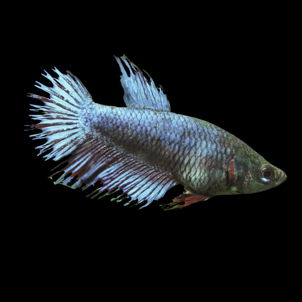 Crown Tail Betta Female Blue Base 3cm