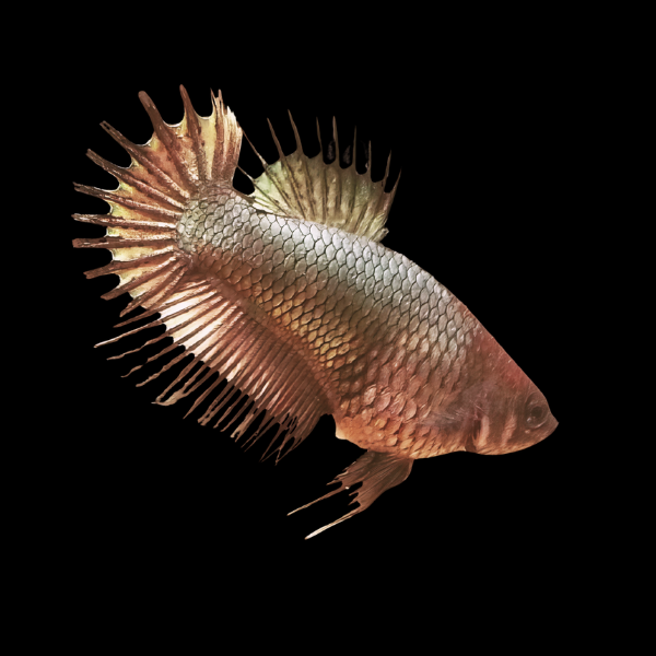 Crown Tail Betta Female Copper 3cm