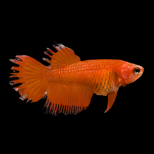 Crown Tail Betta Female Orange Base 3cm