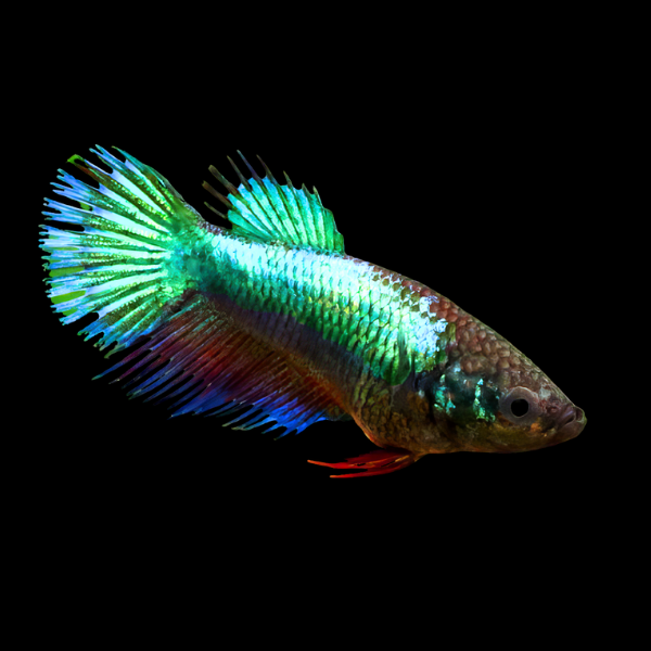 Crown Tail Betta Female Turquoise Base 3cm