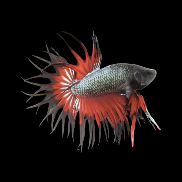 Crown Tail Betta Male Black Base 3cm