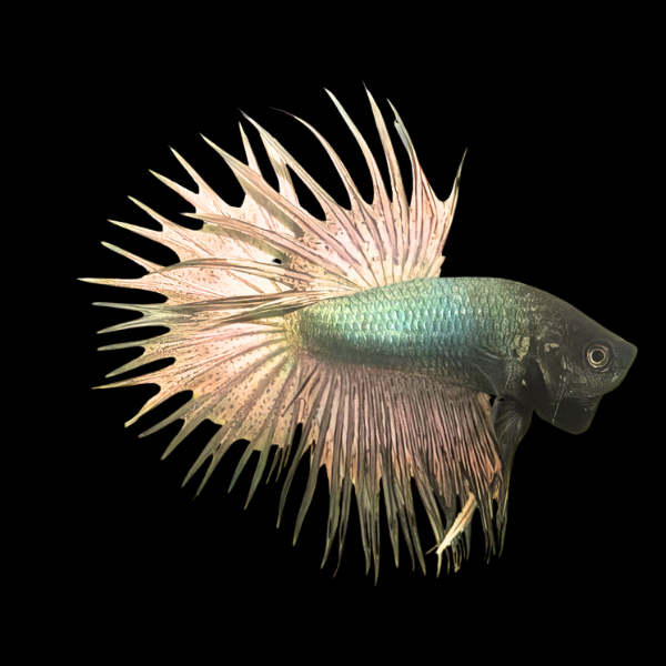 Crown Tail Betta Male Copper 3cm