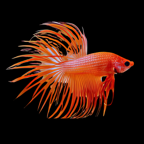 Crown Tail Betta Male Orange Base 3cm