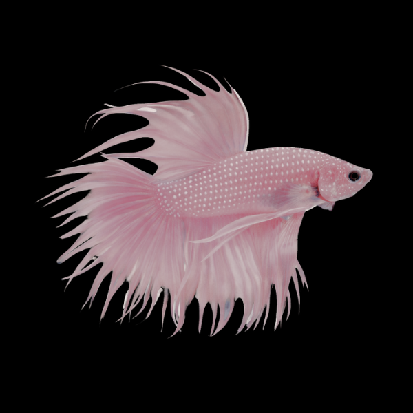 Crown Tail Betta Male Pink Base 3cm
