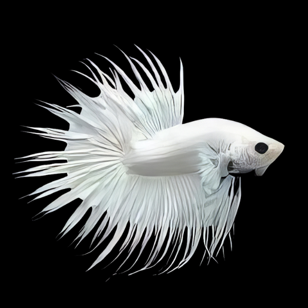 Crown Tail Betta Male Platinum 3cm