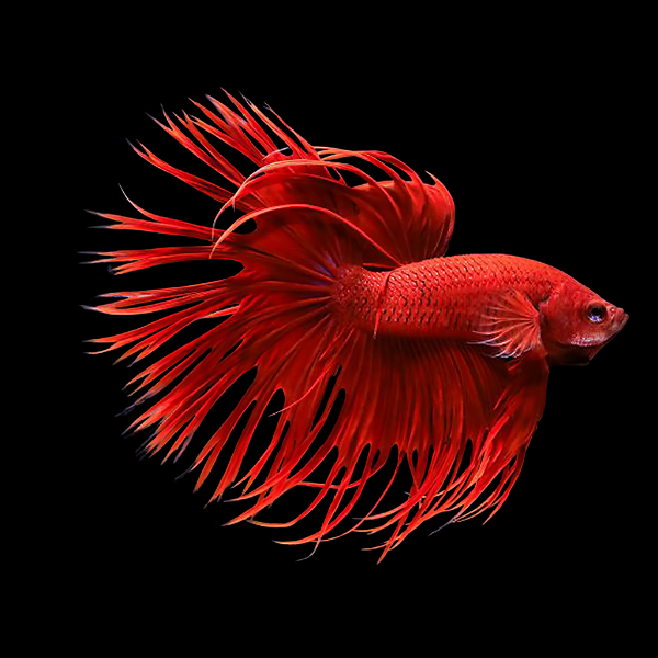 Crown Tail Betta Male Red 3cm
