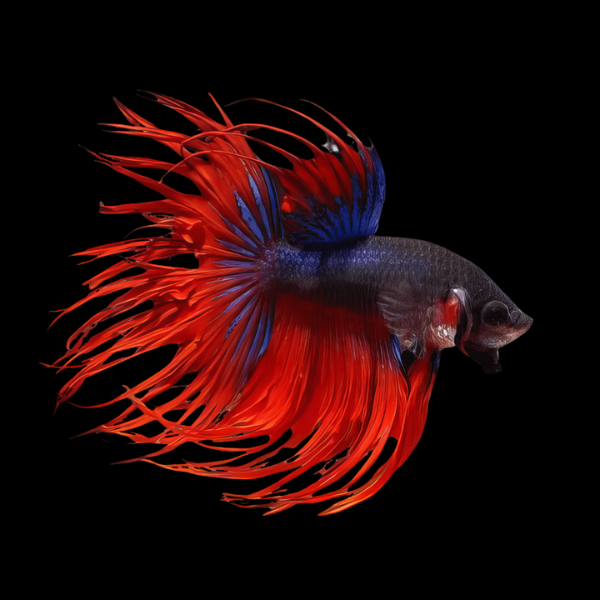 Crown Tail Betta Male Red Base 3cm