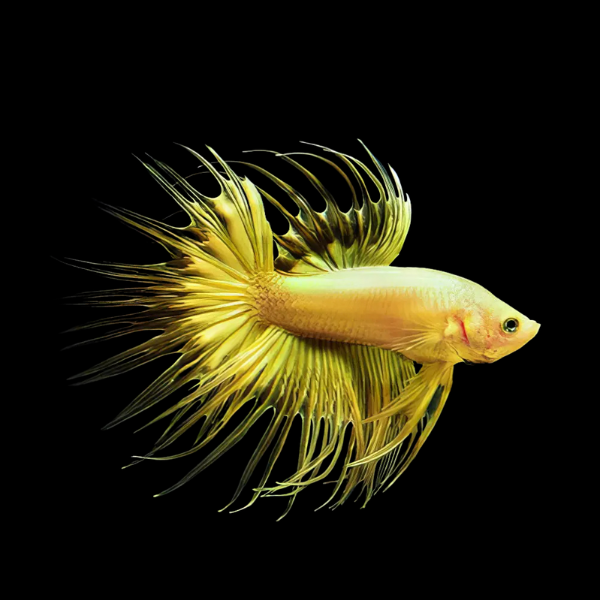 Crown Tail Betta Male Yellow Base 3cm