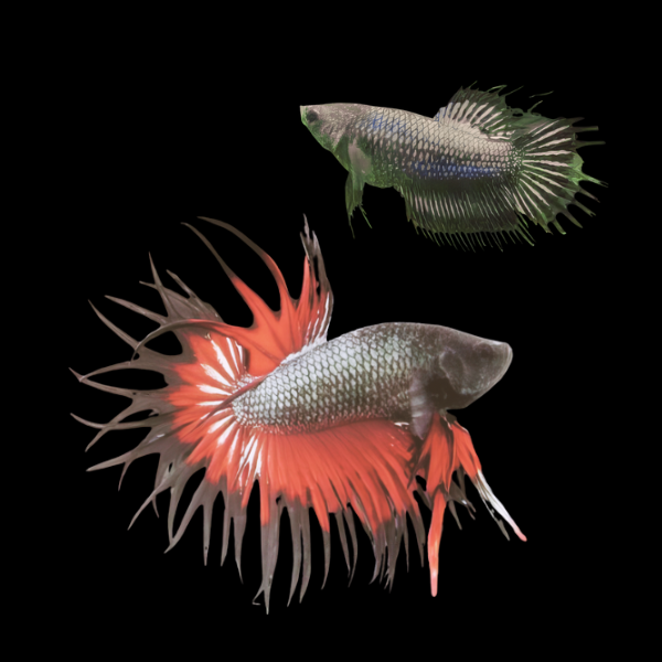 Crown Tail Betta Pair Male & Female Black Base 3cm
