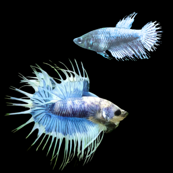 Crown Tail Betta Pair Male & Female Blue Base 3cm