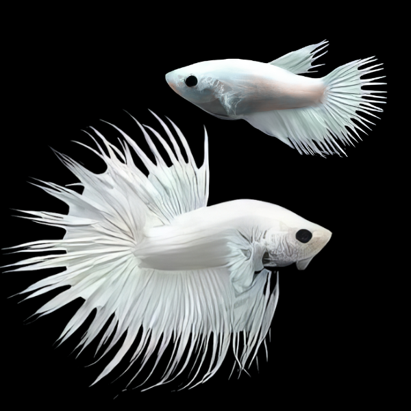 Crown Tail Betta Pair Male & Female Platinum 3cm