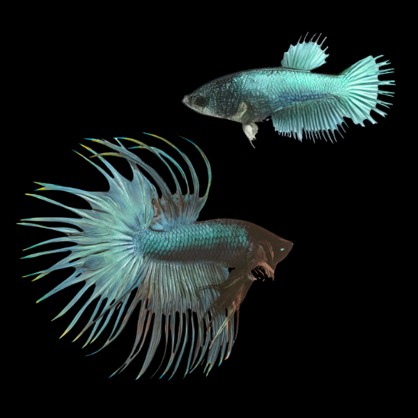 Crown Tail Betta Pair Male & Female Turquoise 3cm