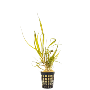 Five Potted Plants Cryptocoryna Cryspatula Plant Cryptocoryne Tonkinensis