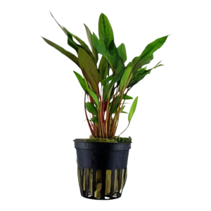 Five Potted Plants Beckett’s Crypt Plant Cryptocoryne Becketii