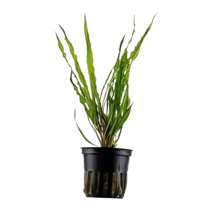 Five Potted Plants Cryptocoryne Crispatula Plant Cryptocoryne Balansae