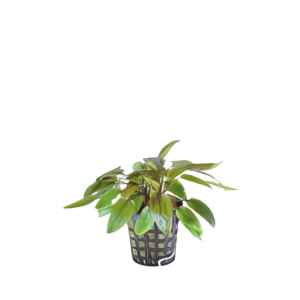 Five Potted Plants Cryptocoryne Flamingo Plant Cryptocoryne Flamingo