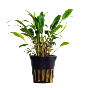Five Potted Plants Cryptocoryne Lucens Plant Cryptocoryne Lucens