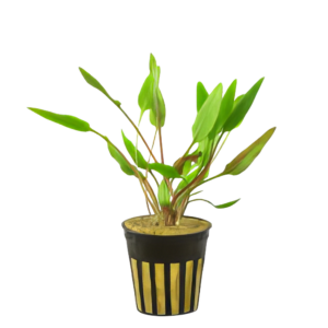 Five Potted Plants Cryptocoryne Lutea Plant Cryptocoryne Lutea