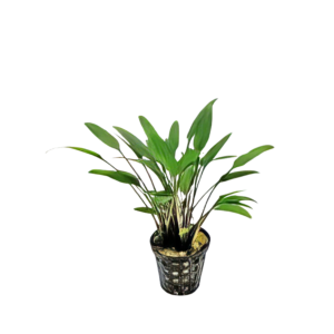 Five Potted Plants Cryptocoryne Nevilli Plant Cryptocoryne Nevillii