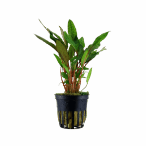 Five Potted Plants Cryptocoryne Petchii Plant Cryptocoryne Petchii