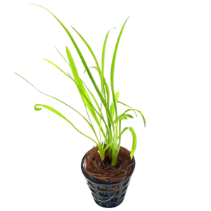 Five Potted Plants Cryptocoryne Antispiral Water Trumpet Plant Cryptocoryne Retrospiralis