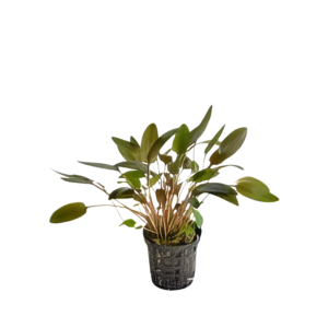 Five Potted Plants Cryptocoryne Brown Plant Cryptocoryne Wendtii Brown