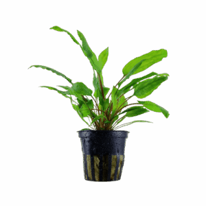 Five Potted Plants Cryptocoryne Green Plant Cryptocoryne Wendtii Green