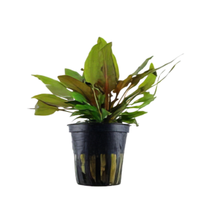 Five Potted Plants Cryptocoryne Tropica Plant Cryptocoryne Wendtii Tropica