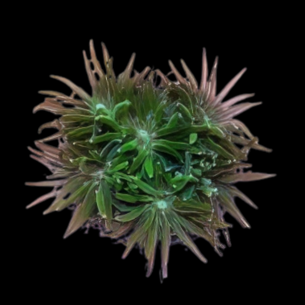 Crystal Hard Coral Galaxea Sp