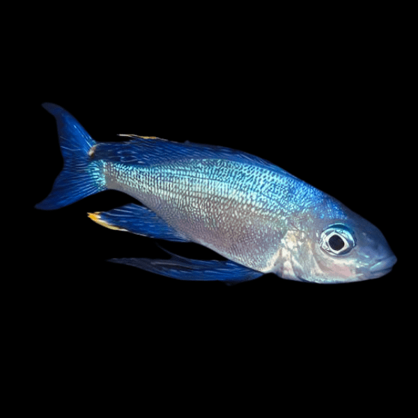 Featherfin Cichlid Cyathopharynx Furcifer 4cm