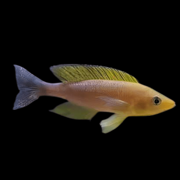 Cyprichromis Coloratus Mbita Tanganyikan African Cichlids 5cm