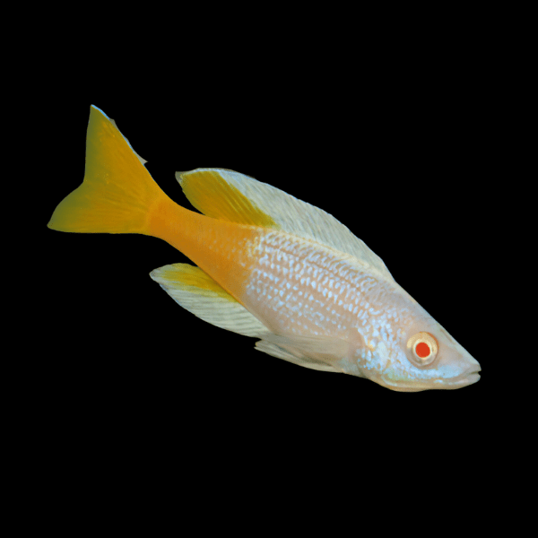 Cyprichromis Microlepidotus Kitumba Albino Tanganyikan African Cichlids 5cm