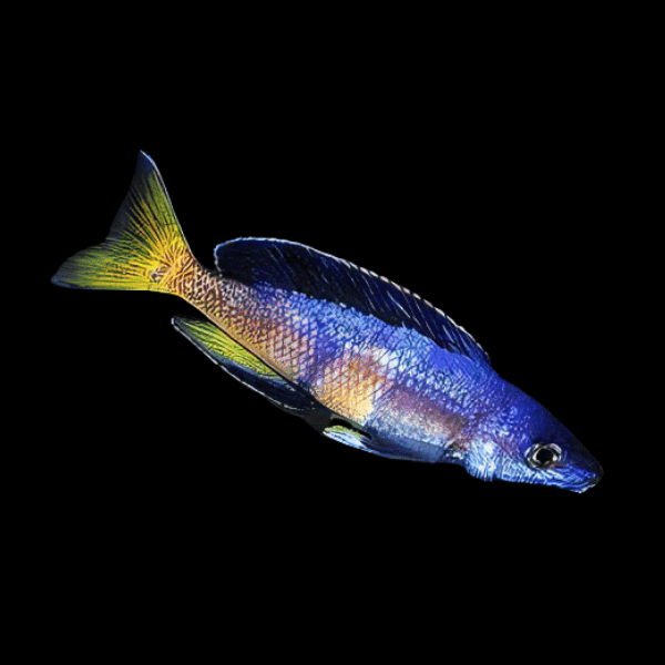 Cyprichromis Microlepidotus Kitumba Tanganyikan African Cichlids 5cm