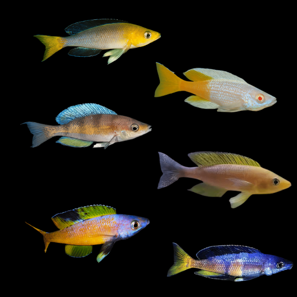 Assorted Cyprichromis Tanganyikan African Cichlids 5cm