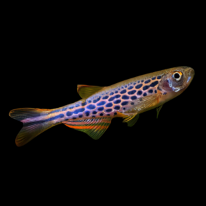 Danio Frankei 3cm